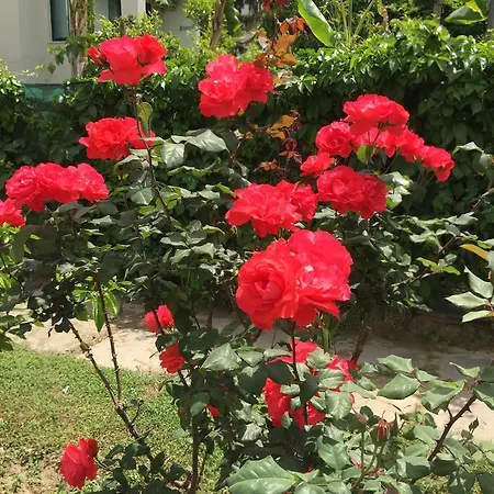 Linda Apart סייד
